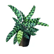 4” Calathea Lancifolia Bulk 10 Pots – Easy Care Plants (Case of 10 Pots)