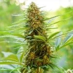 Blue Skunk Fast Feminized Seeds - Kind Seed Co