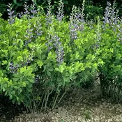 Baptisia australis<br>False Blue Indigo