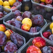 5-in-1 Plum Cocktail Tree