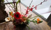 Red Anemone — IXIA