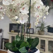 Silk Orchids