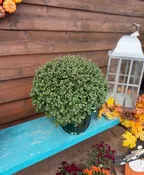9" FALL MUM