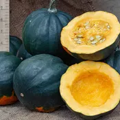 Squash, Winter, Honey Bear Hybrid