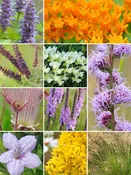 32 Plant Deer Resistant Garden for Dry Soils
