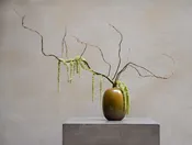 Zen — Urban Botanica