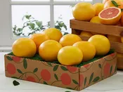 Citrus Lovers Club -  All Grapefruit