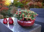 Vaccinium vitus-idaea ‘Red Candy’ Lingonberry Bush