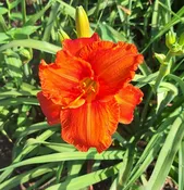 Fire King — Hillsdale Lily Garden