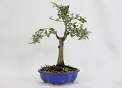 Chinese Elm in a Blue Glazed Pot