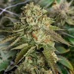 Astounding Gelato Kosher Kush Feminized Seeds - Kind Seed Co