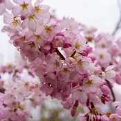 Akebono Flowering Cherry