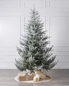 10ft Snowy Norway Spruce Tree