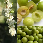 Green Gage Plum Tree