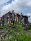 Agastache scrophulariifolia