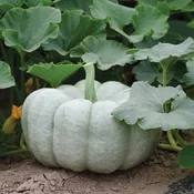 Blue Doll F1 Hybrid Pumpkin Seeds
