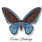 Cairns Birdwing Butterfly