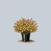 Double Play Candy Corn Spirea