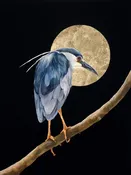 Black Crown Night Heron — Rebecca Kahrs