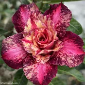 Adenium Hong Yok, Desert Rose, Grafted