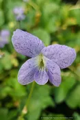 Viola sororia 'Sorority Sisters', Common Blue Violet