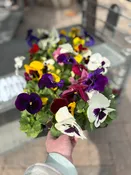 3.5" Pansy
