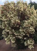 Adenostoma sparsifolium - Redshank, Ribbonwood (Plant)