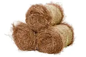 Long Needle Pine Straw