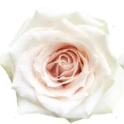 Rose Combo Box Single Color-50 stems