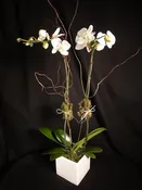 Double Stem Orchid Plant in White