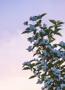 Honeysuckle Jasmine — Pierpoint Candle Company