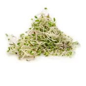 Sprouter’s Choice MICROGREEN Mix: Broccoli, Radish, Arugula, Cress, Mizuna & Tatsoi Mustard, and Cabbage