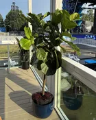FIFA - 14" Pot - Fiddle Fig