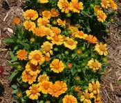 ‘Mango’ Blanket Flower