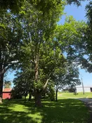 Tulip Poplar