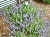 Catnip, Standard, Plug Flat