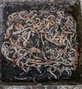 1,000 Bulk Nightcrawlers