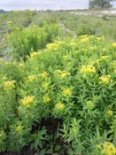 Euphorbia colorata syn. E. collorata Perennial poinsettia