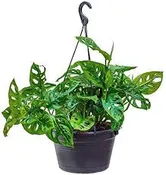 Monstera Adansonii