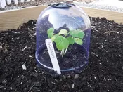 Garden Cloche Mini Greenhouses