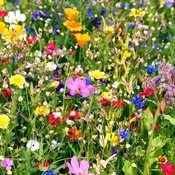 25 Colorful Wildflowers