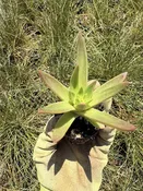 Dudleya farinosa 2" Plug — Native West Nursery - California Native Plants