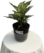 Aglaonema "Thai Snowflake" 6"