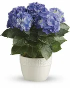 Hydangea Blue