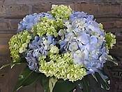 Hydrangea Combo ~ Item 75-b