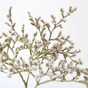 Dried German Statice