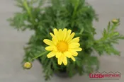 ARGYRANTHEMUM – BEAUTY YELLOW 4IN
