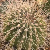 Acanthocalycium peitscherianum  (P208) #3.4