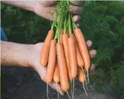 Adelaide Hybrid Carrot Seeds