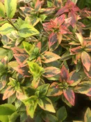 Abelia x grandiflora 'Kaleidoscope' — Shreckhise Nurseries